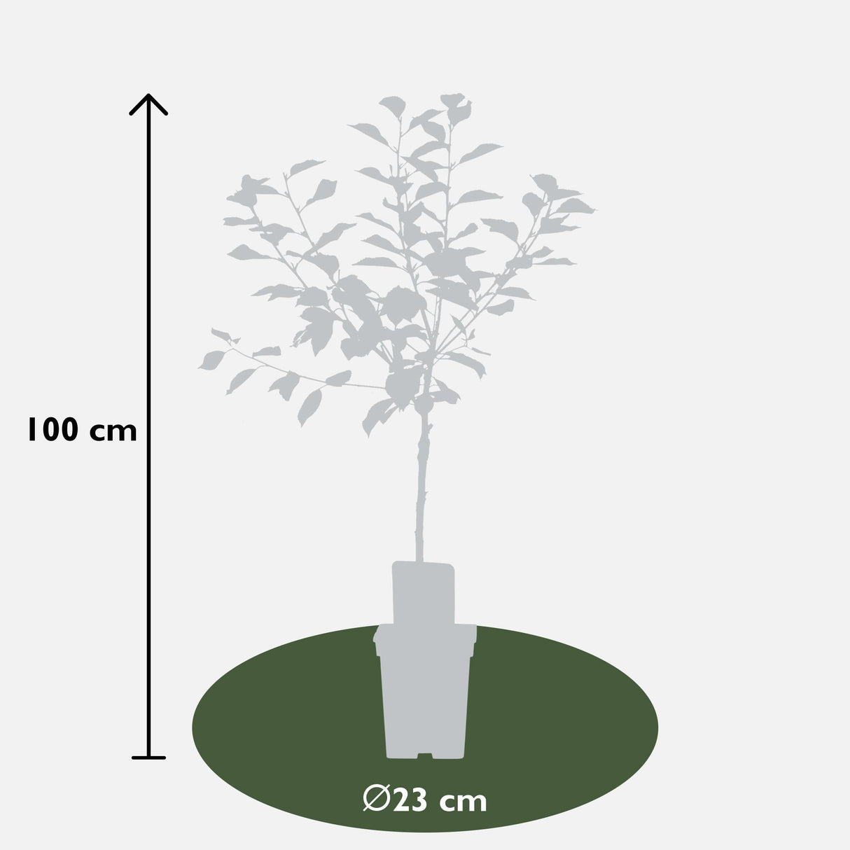 Livraison plante Prunier 'Opal' - h100cm, Ø23cm - grande plante d'extérieur