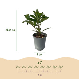 Livraison plante Prunus laurocerasus Caucasica – Lot de 8 – Hauteur 30 - 35 cm