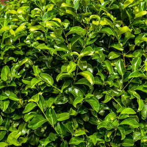 Livraison plante Prunus laurocerasus Rotundifolia – Lot de 6 – Hauteur 50 cm