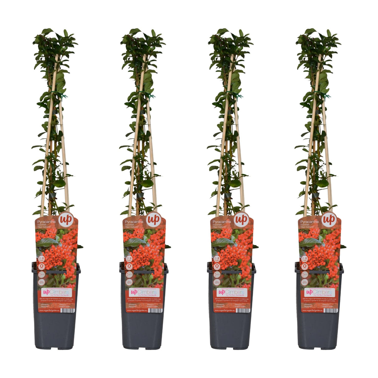 Livraison plante Pyracantha Coccinea 'colonne rouge' - Lot de 4