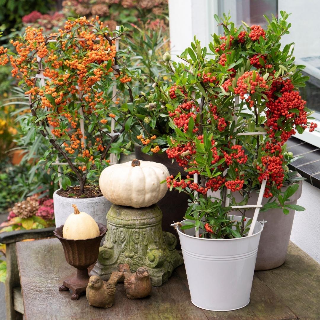 Livraison plante Pyracantha coccinea Orange Star