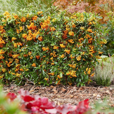 Livraison plante Pyracantha Coccinea Sunny Star - Lot de 2