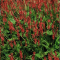 Knöterig Amplexicaulis (Persicaria amplexicaulis) 'Amplexicaulis'