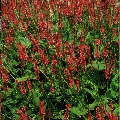Knöterig Amplexicaulis (Persicaria amplexicaulis) 'Amplexicaulis'