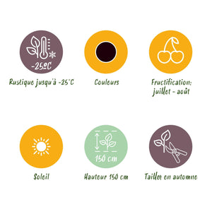 Livraison plante Ribes Jostabes – Lot de 3 – Pot 9 cm