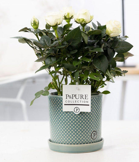 Livraison plante Rosier blanc et pot en céramique vert
