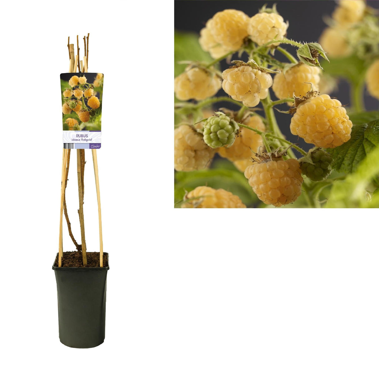 Livraison plante Rubus Fallgold Mûres d17cm h75cm