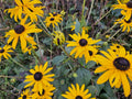Rudbeckia (Rudbeckia fulgida) 'Goldsturm' – Guldblommande Solögon