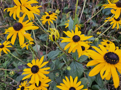Rudbeckia (Rudbeckia fulgida) 'Goldsturm' – Guldblommande Solögon