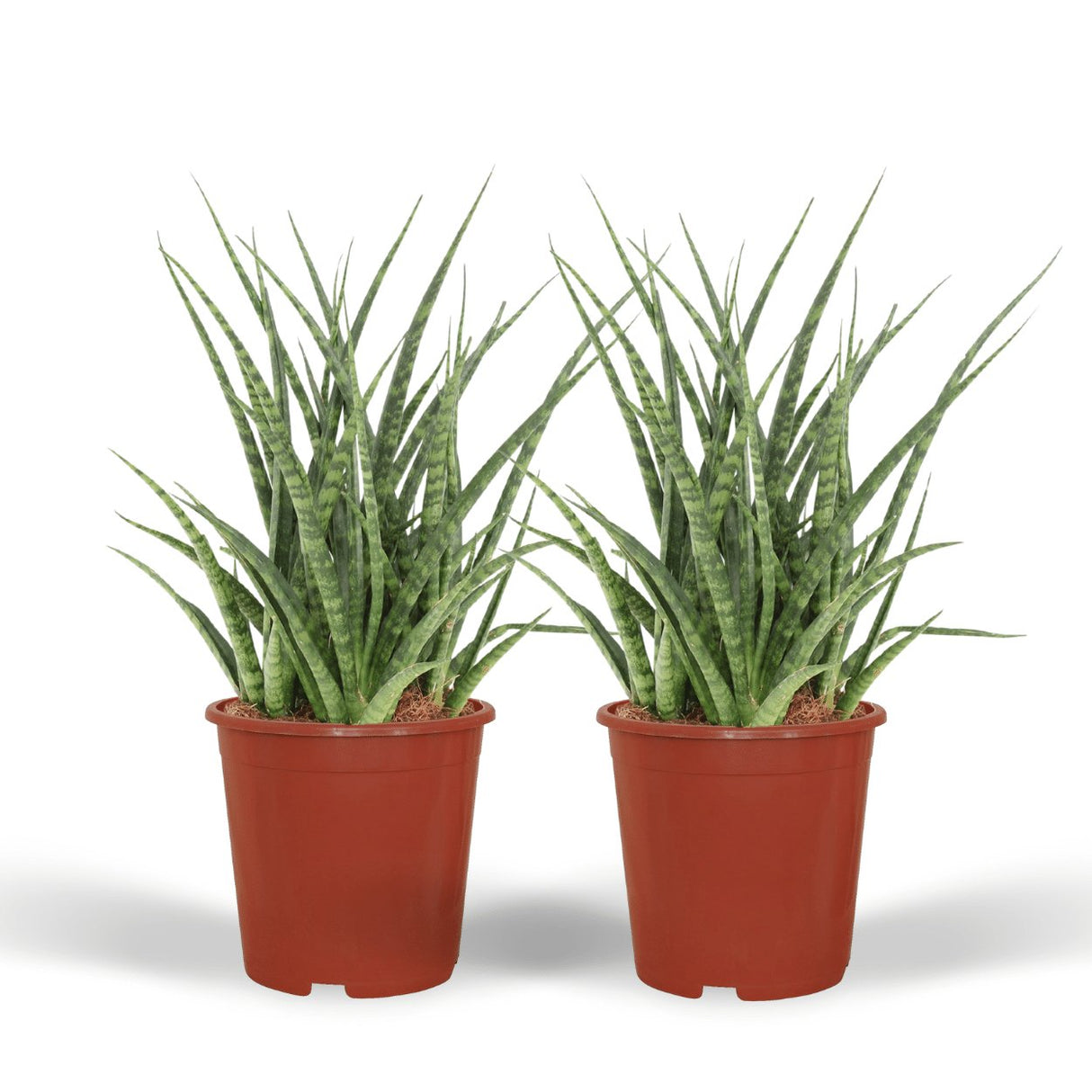 Livraison plante Sansevieria Fernwood Punk - Lot de 2