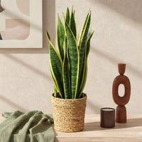 Sansevieria Laurentii och