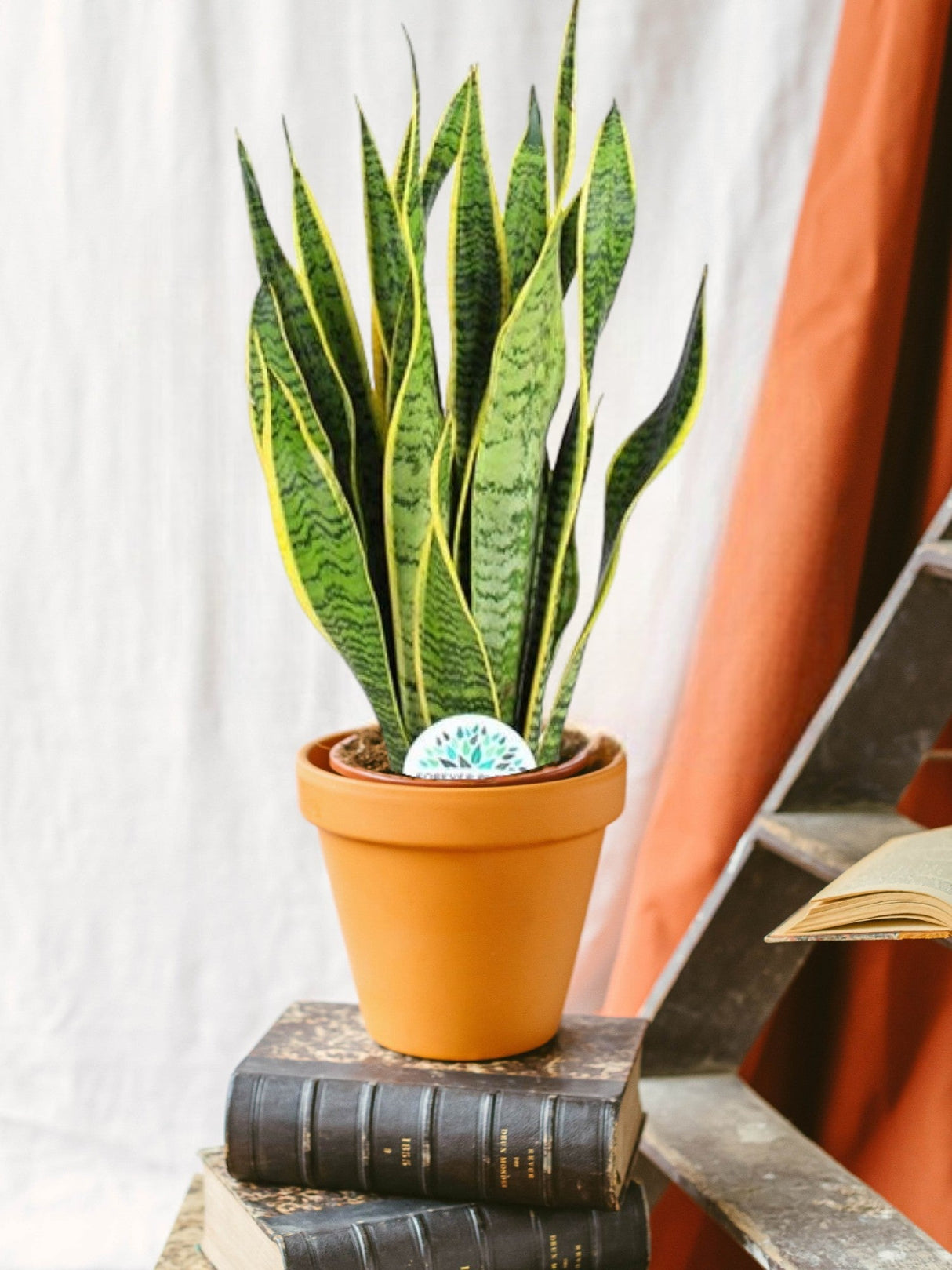 Livraison plante Sansevieria Trifasciata Laurentii