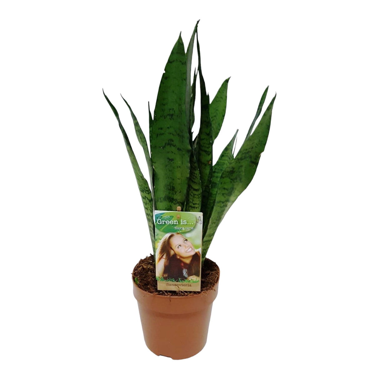 Livraison plante Sansevieria Zeylanica