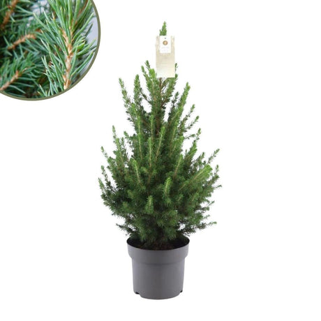 Livraison plante Sapin épicea glauca conicat d19cm h70cm