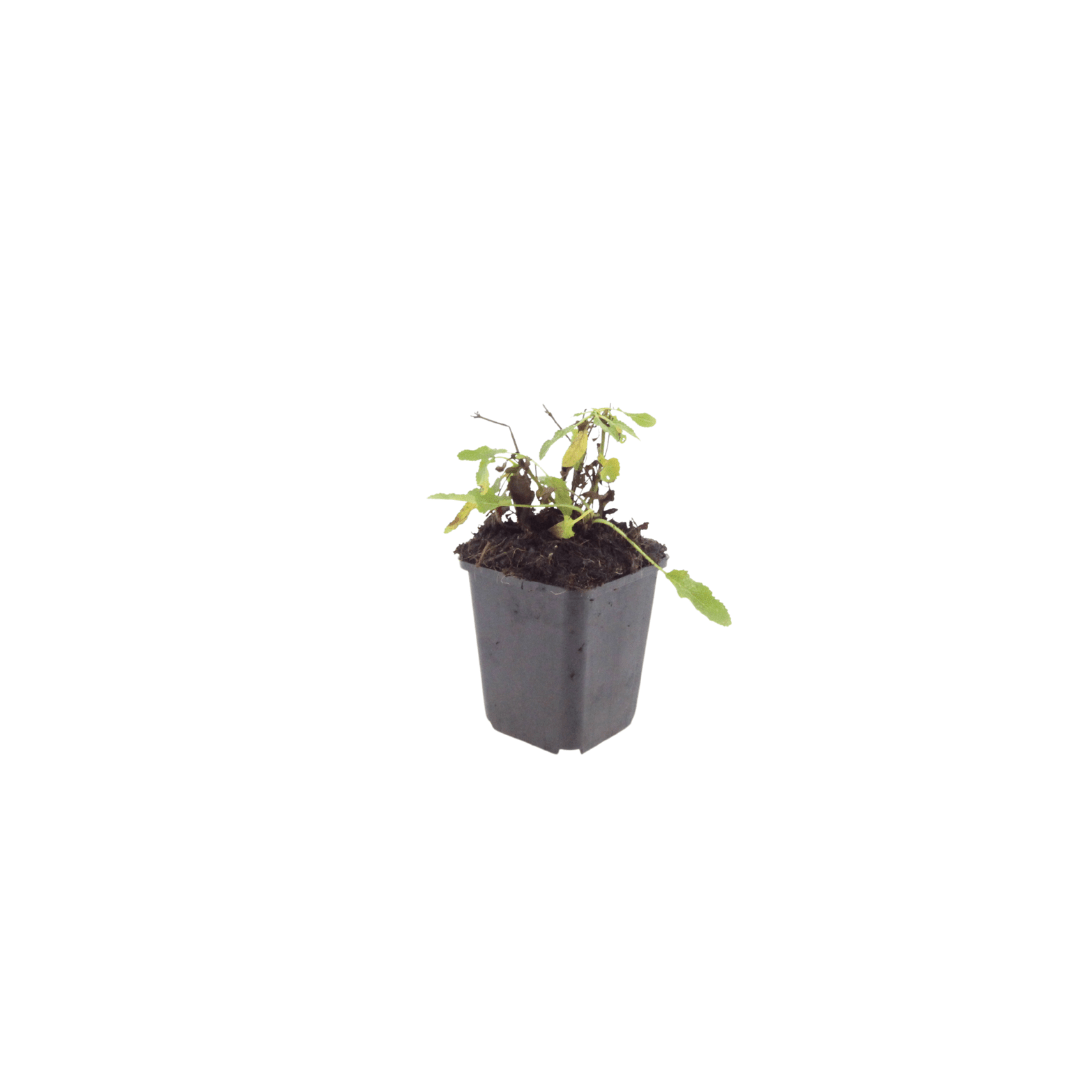 Livraison plante Sauge des bois