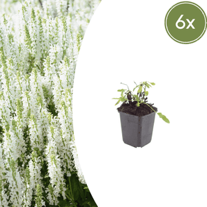Livraison plante Sauge des bois