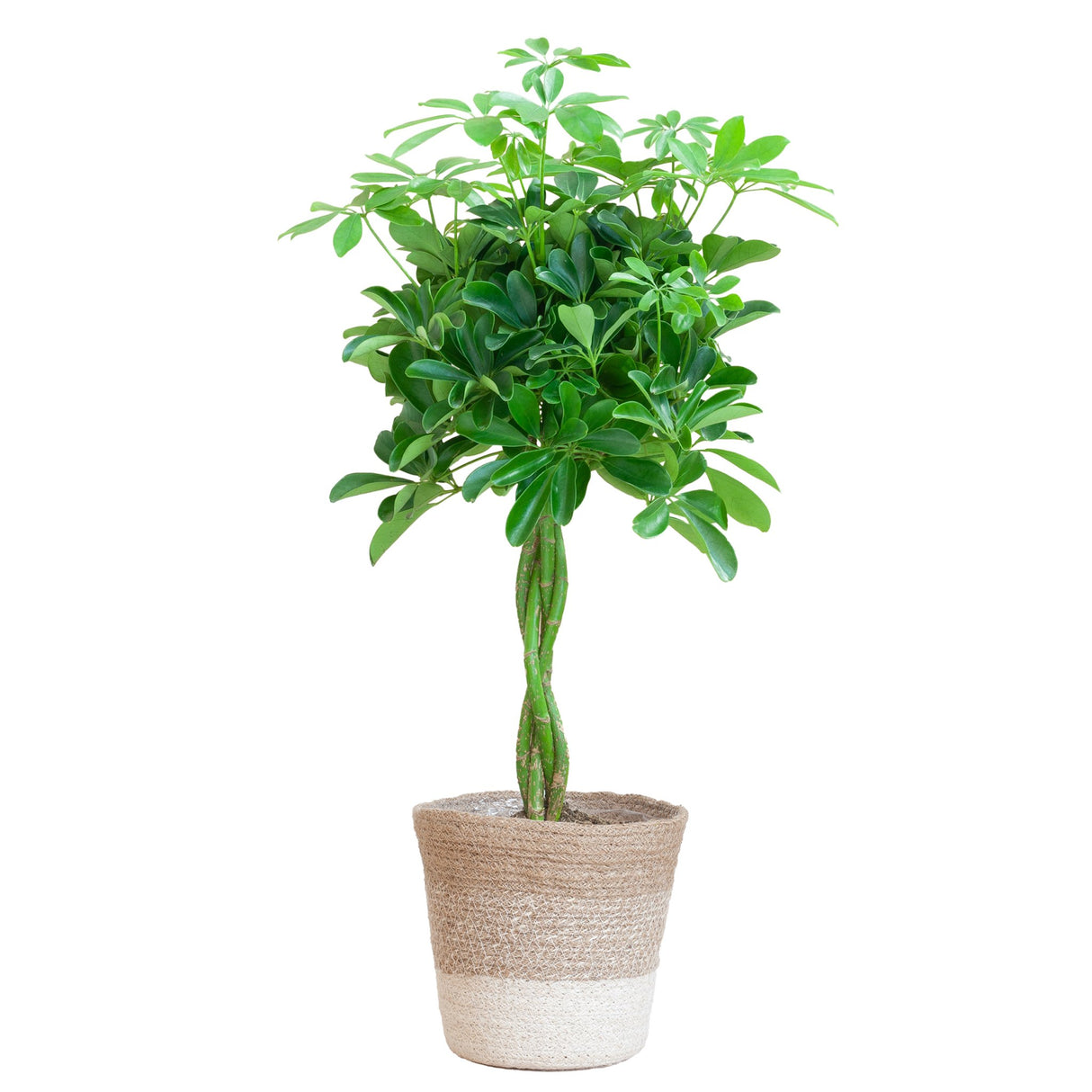 Livraison plante Schefflera Gold Capella tronc tressé + Panier