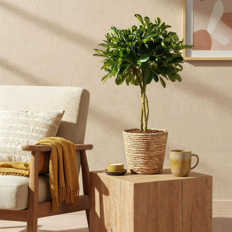 Livraison plante Schefflera Gold Capelle