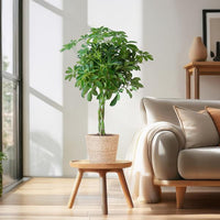 Schefflera Nora och dess kruka