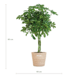 Livraison plante Schefflera Nora et son pot