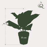 Livraison plante Scindapsus plante artificielle - h30cm, Ø15cm