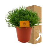 Livraison plante Senecio Himalaya h25cm - plante grasse d'intérieur