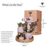 Livraison plante Set Cadeau Romantique: Orchidée Phalaenopsis Rose et Pots en Céramique