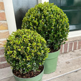 Livraison plante Set de 2 boules Ilex crenata 'Jenny'