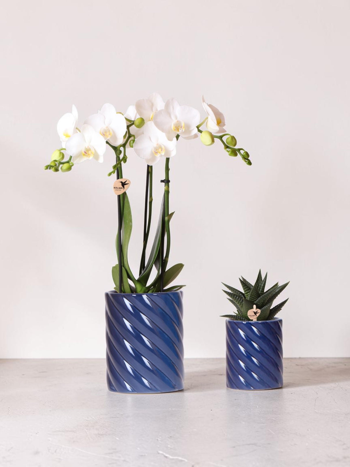Vit Phalaenopsis Orchid och Haworthia Set i godiskrukor