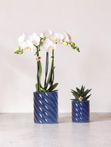 Vit Phalaenopsis Orchid och Haworthia Set i godiskrukor