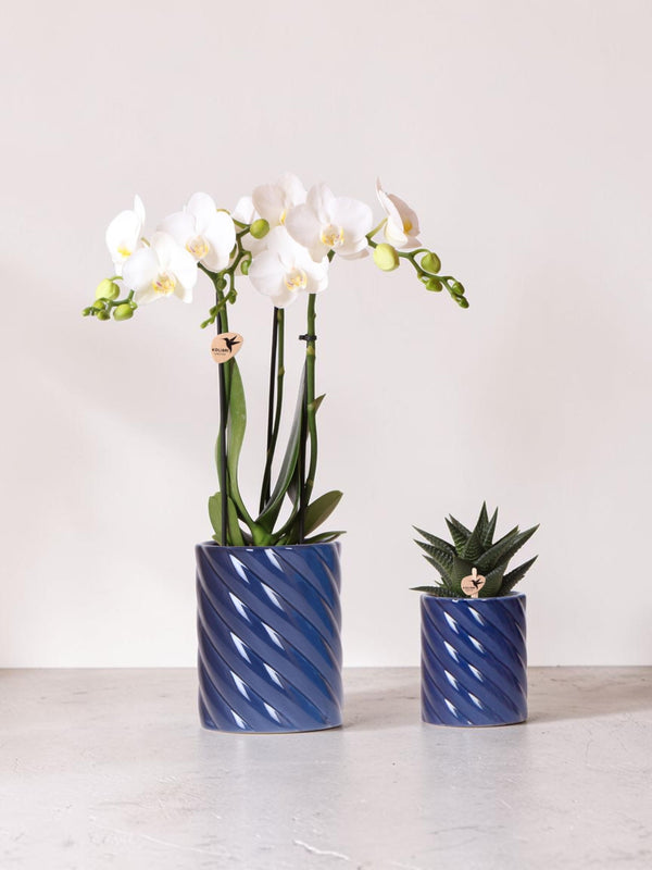 Vit Phalaenopsis Orchid och Haworthia Set i godiskrukor
