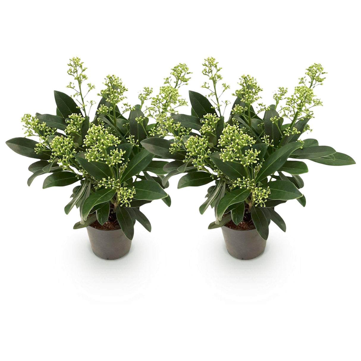 Livraison plante Skimmia japonica Finchy – Lot de 2 – Pot 10,5 cm