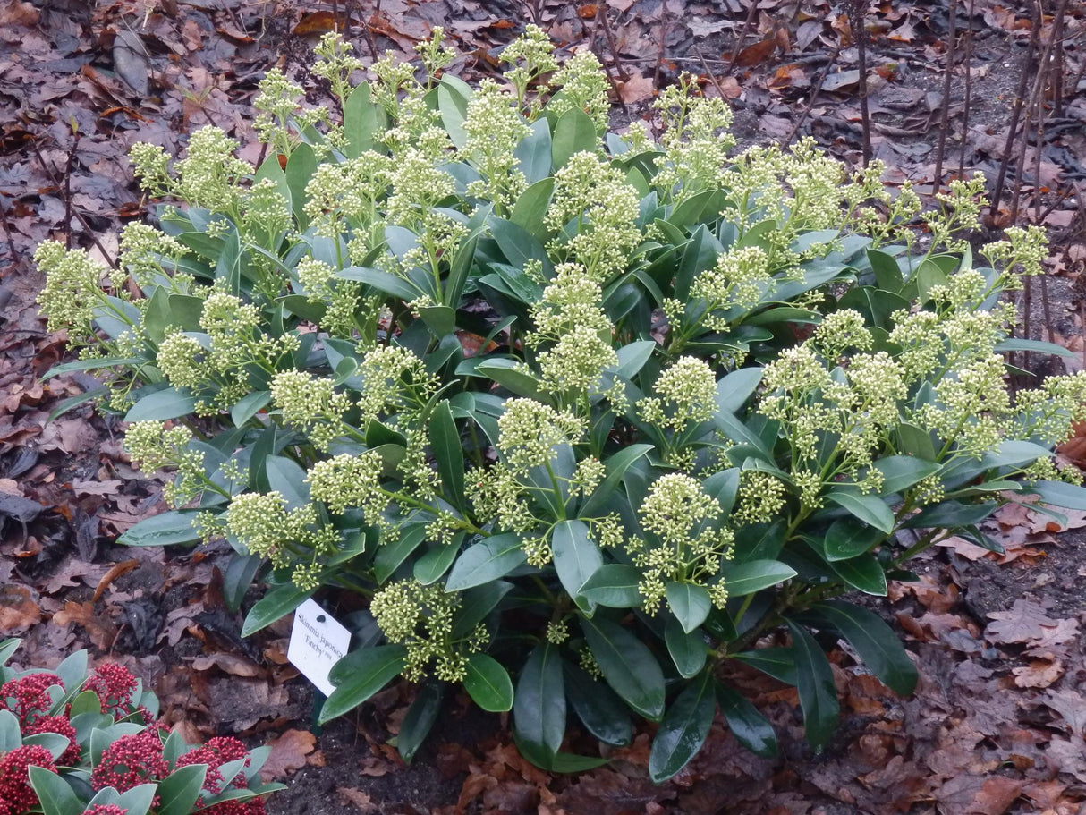 Livraison plante Skimmia japonica Finchy – Lot de 2 – Pot 10,5 cm