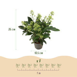 Livraison plante Skimmia japonica Finchy – Lot de 2 – Pot 10,5 cm