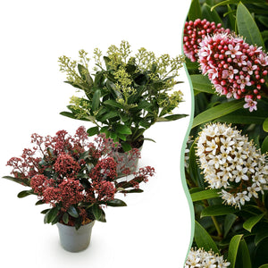 Livraison plante Skimmia japonica Rubella & Finchy – Lot de 2 – Pot 15 cm