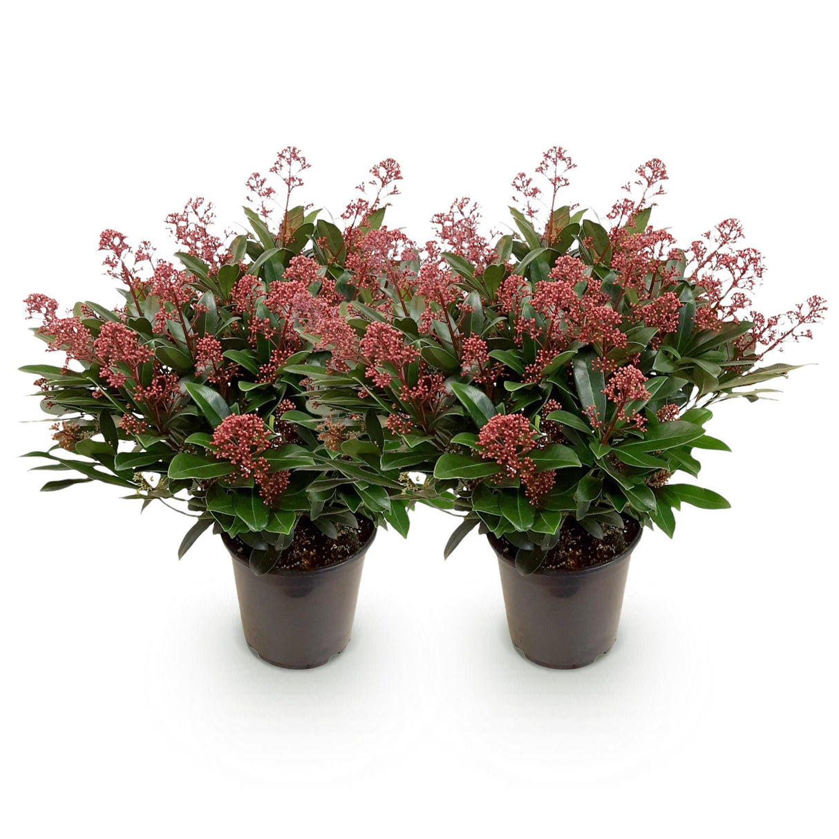 Livraison plante Skimmia japonica Rubella – Lot de 2 – Hauteur 60 cm