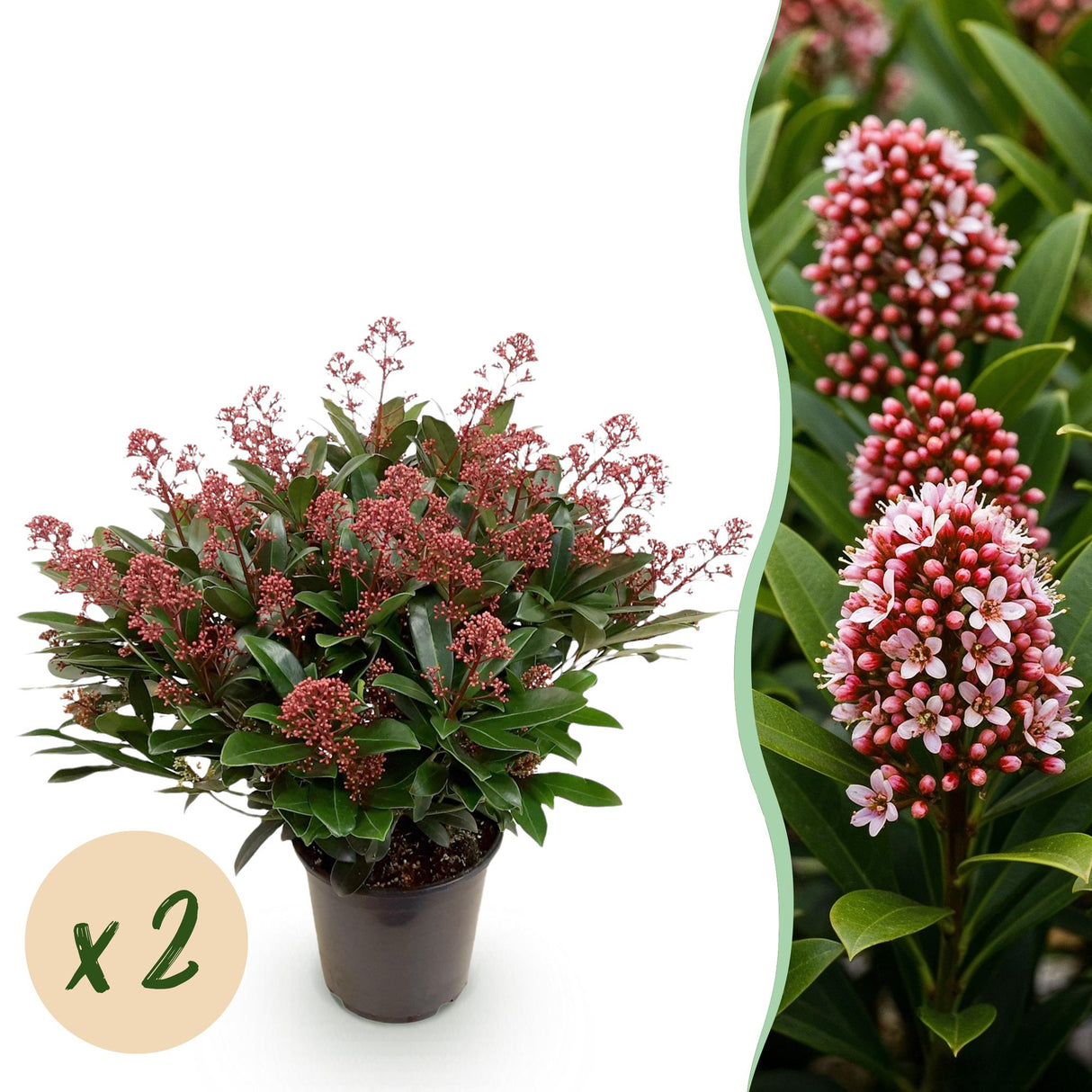 Livraison plante Skimmia japonica Rubella – Lot de 2 – Hauteur 60 cm