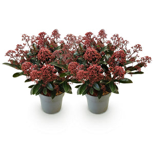 Livraison plante Skimmia japonica Rubella – Lot de 2 – Pot 15 cm