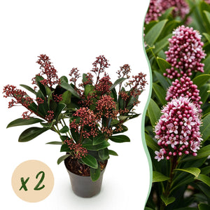 Livraison plante Skimmia japonica Rubella x2