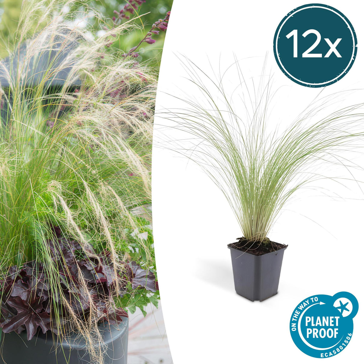 Livraison plante Stipa tenuissima Ponytails