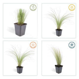 Livraison plante Stipe cheveux d'ange 'Ponytails'