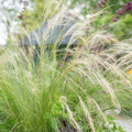 Stipa Hårstipa (Stipa tenuissima) 'Ponytails' - Fint prydnadsgräs