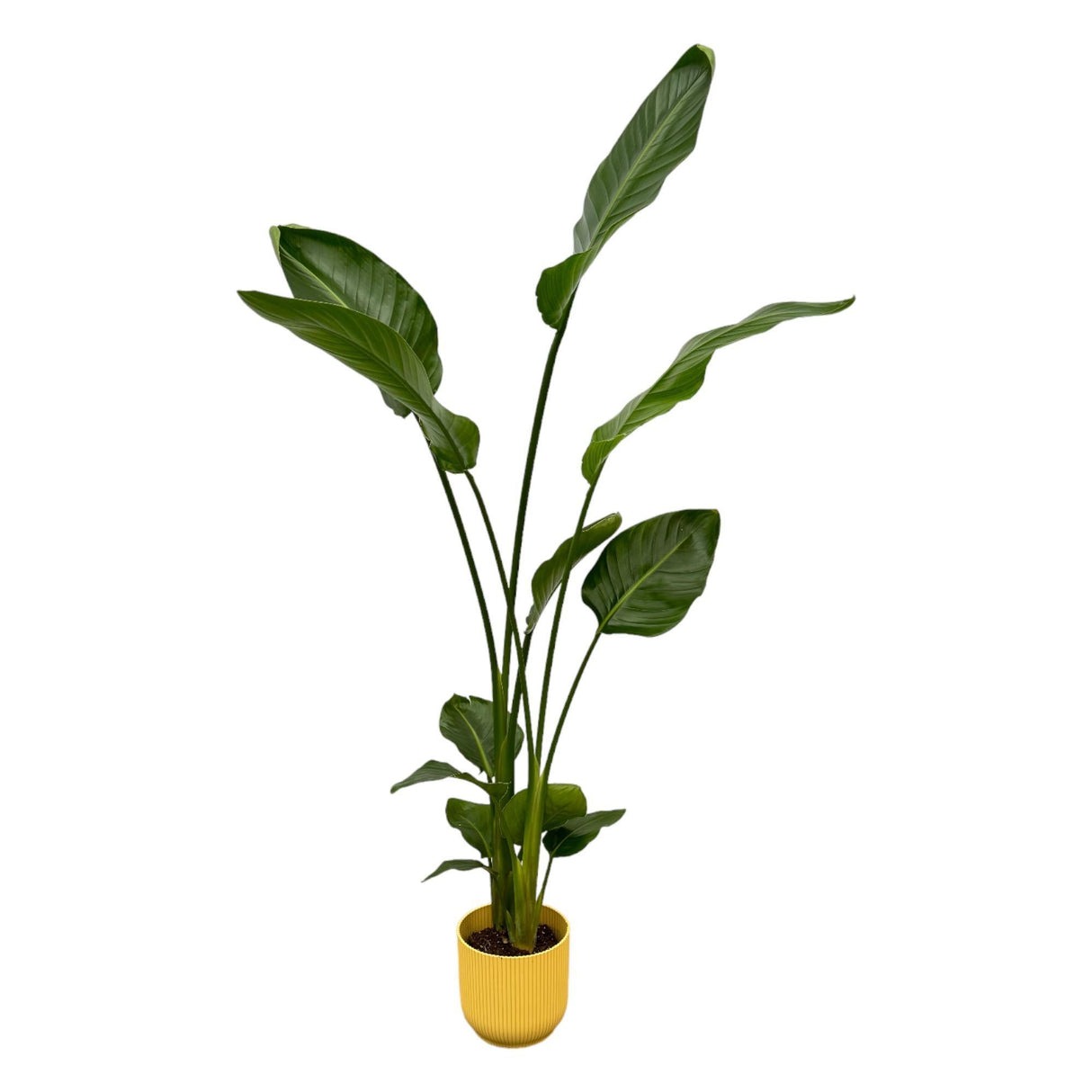 Livraison plante Strelitzia Nicolai 100cm et son pot