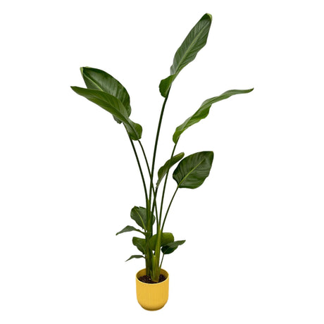 Livraison plante Strelitzia Nicolai 100cm et son pot