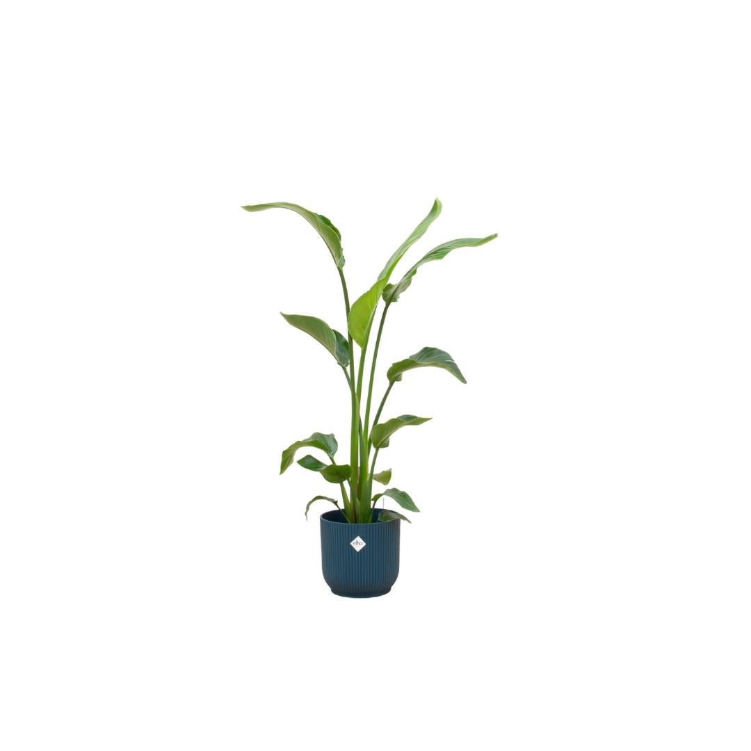 Livraison plante Strelitzia Nicolai 120 cm et son pot