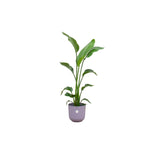 Livraison plante Strelitzia Nicolai 120 cm et son pot