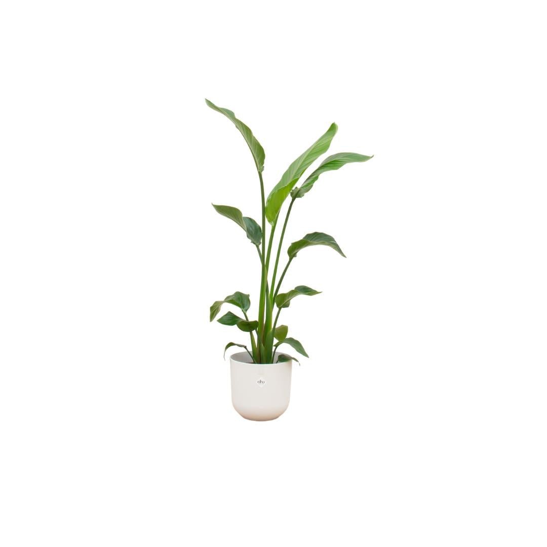 Livraison plante Strelitzia Nicolai 120 cm et son pot