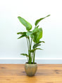 Livraison plante Strelitzia Nicolai