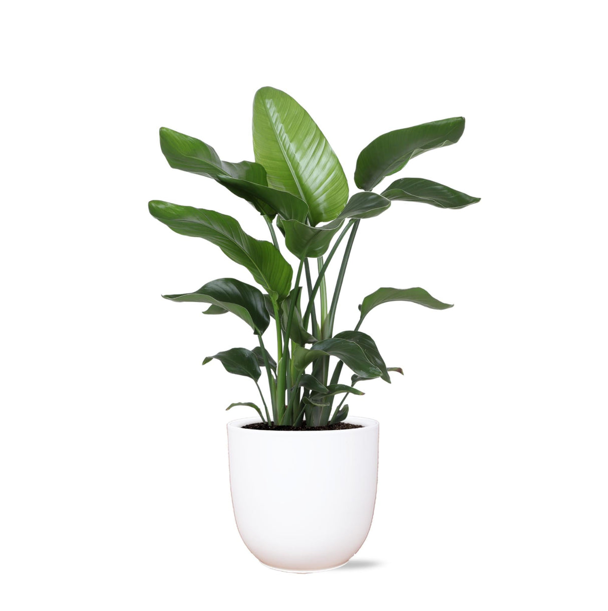 Livraison plante Strelitzia Nicolai et son pot