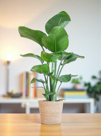 Strelitzia Nicolai och dess kruka